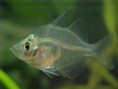 /album/hs-peixes-ornamentais/peixe-vidro-jpg/